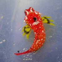 Red Ruby Dragonet (Male) - Corals Anonymous
