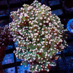 Pink Tip Green Mouth Branching Frogspawn