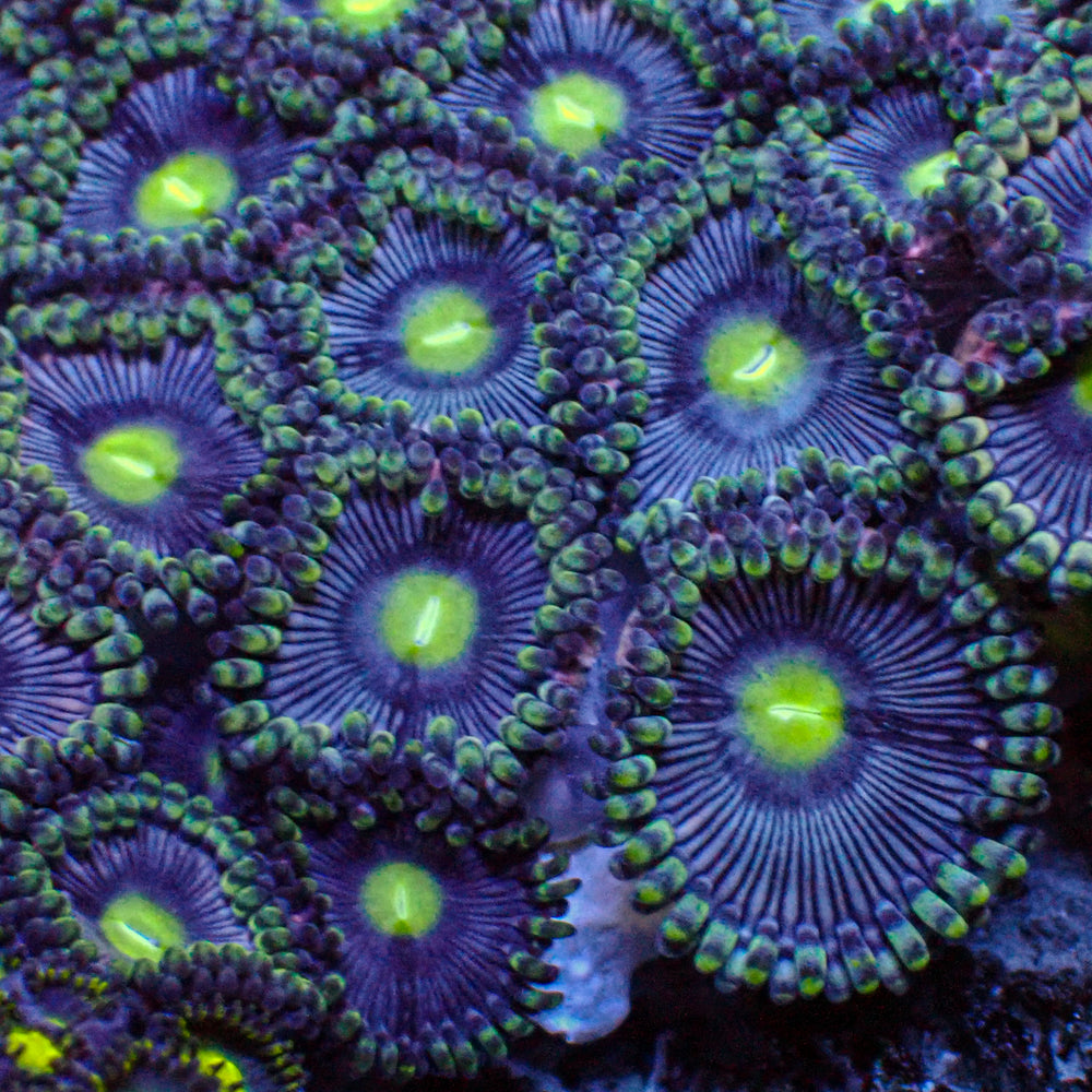 Blue Voodoo Zoa (10-15 Polyps colony)