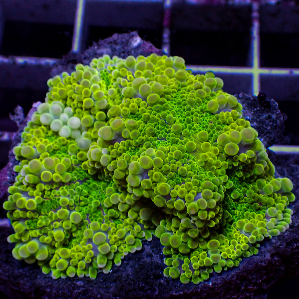 WYSIWYG Lemon Lime Highlighter Yuma Mushroom Combo (2 Polyps)