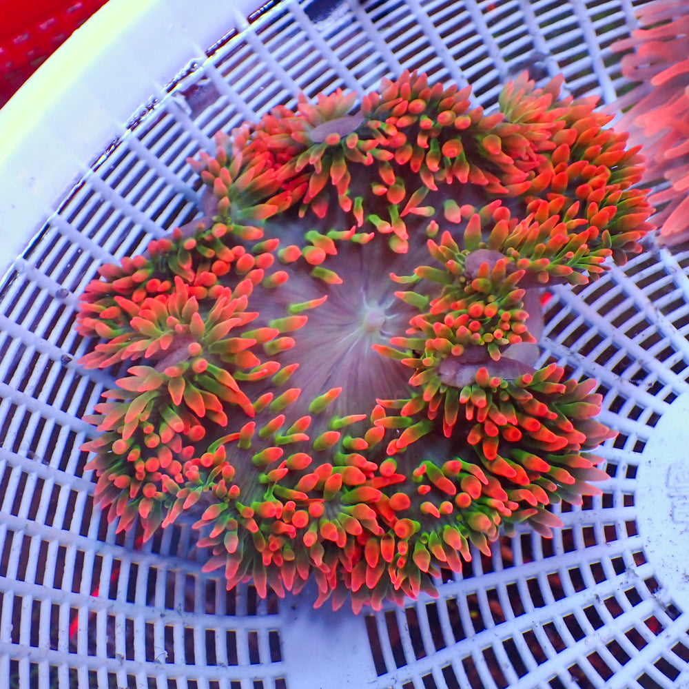 WYSIWYG Watermelon Drop Rainbow Bubble Tip Anemone (4-6
