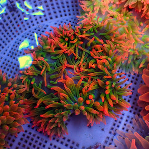 WYSIWYG Watermelon Drop Rainbow Bubble Tip Anemone (4-6")