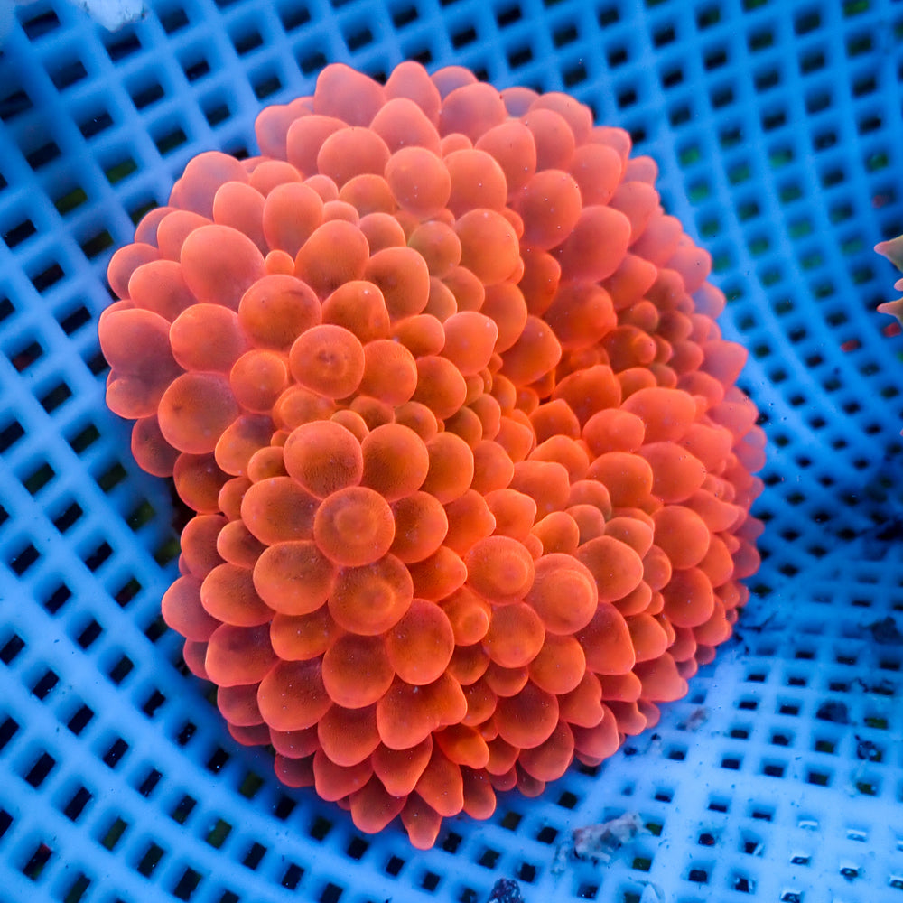 WYSIWYG CA Red Devil Bubble Tip Anemone (3-5