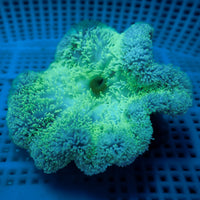 WYSIWYG Minty Fresh Gigantea Carpet Anemone (2-3")