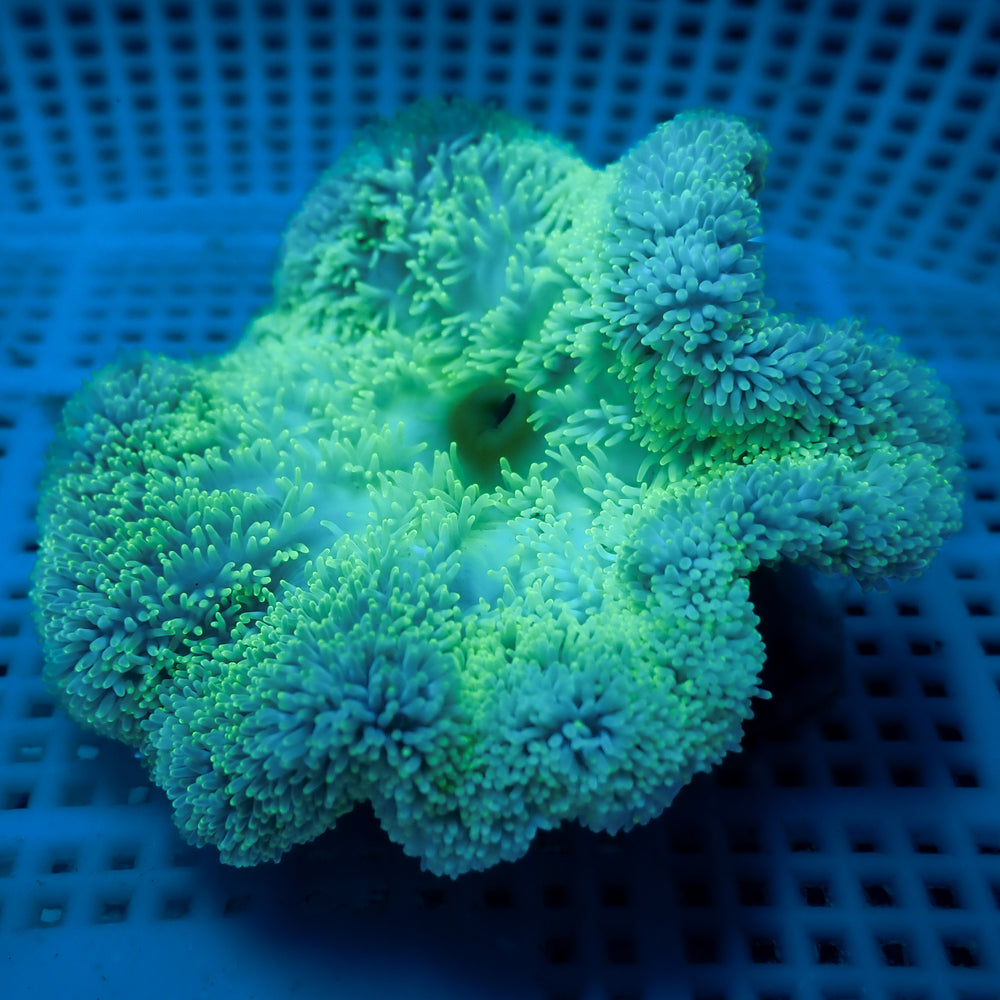 WYSIWYG Minty Fresh Gigantea Carpet Anemone (2-3