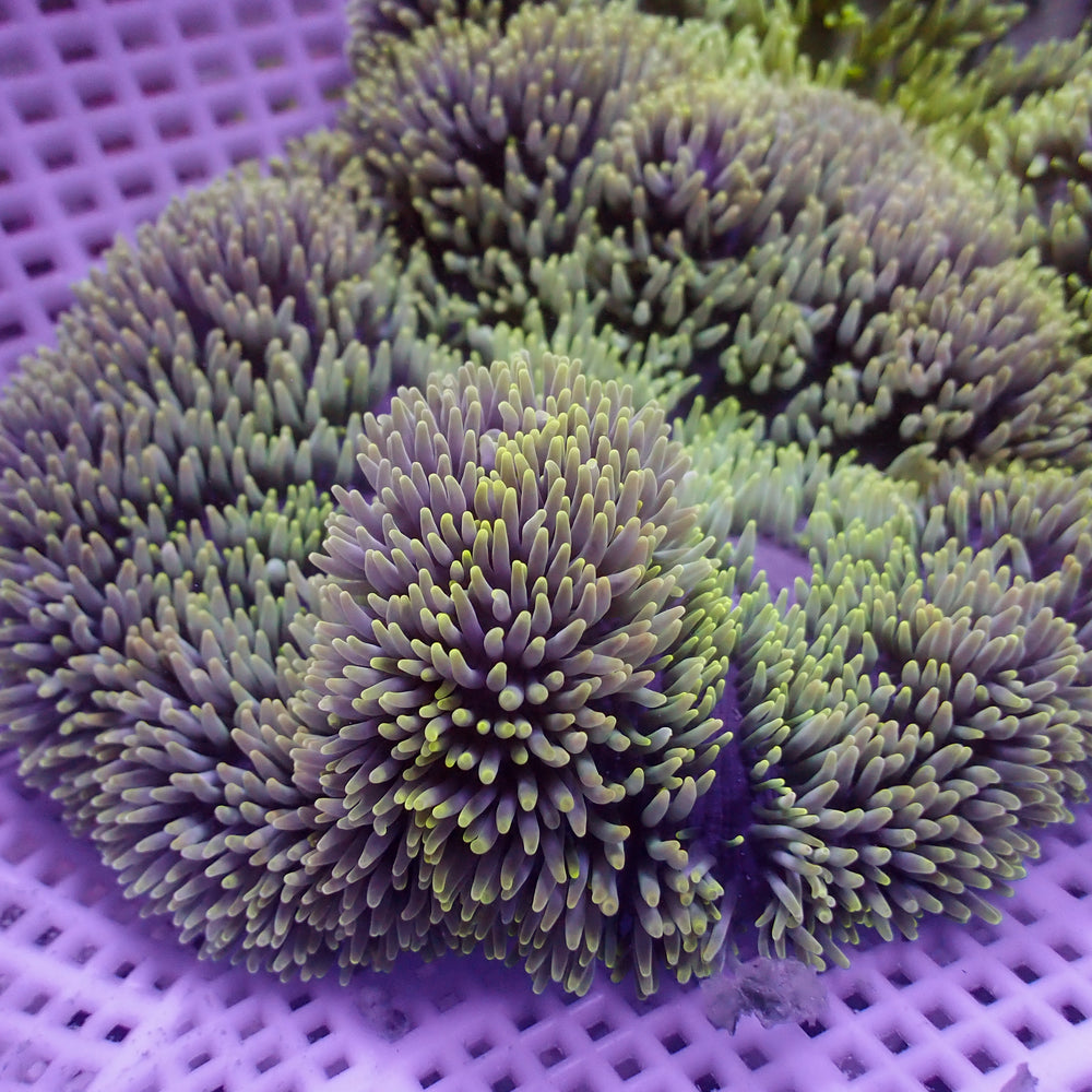 WYSIWYG Multicolor Viridian Green Gigantea Carpet Anemone (4-7