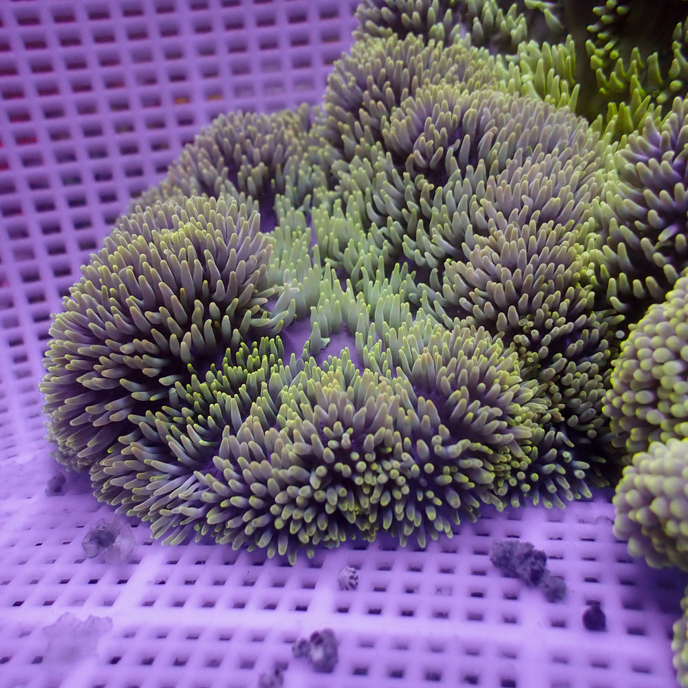 WYSIWYG Multicolor Viridian Green Gigantea Carpet Anemone (4-7