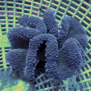 WYSIWYG Haddoni Carpet Anemone (2-3)