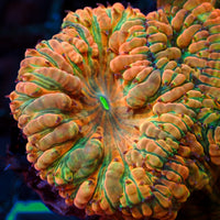 Apple Jacks Blastomussa (1 Polyp)
