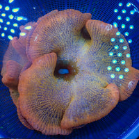 WYSIWYG Pink Fairy Ultra Rainbow Haddoni Carpet Anemone(12-16", showpiece)