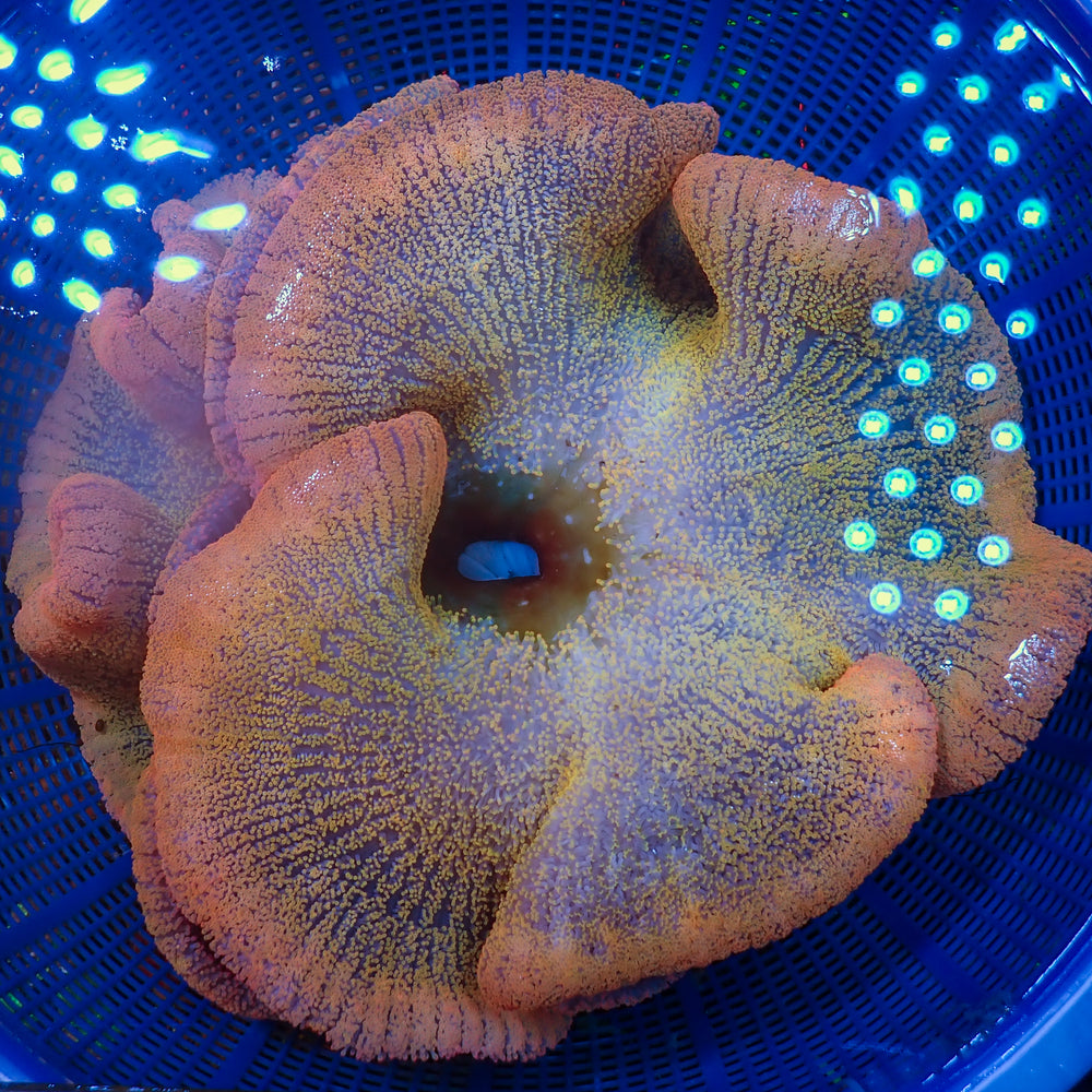WYSIWYG Pink Fairy Ultra Rainbow Haddoni Carpet Anemone(12-16
