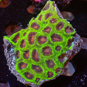 WYSIWYG Red Eye Favia Colony (20+ Polyps)
