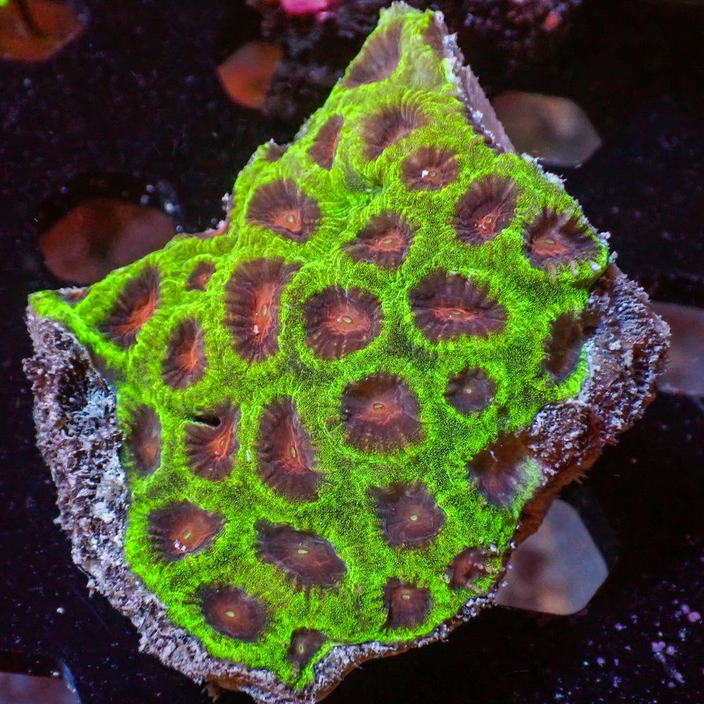 WYSIWYG Red Eye Favia Colony (20+ Polyps)