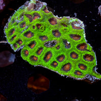 WYSIWYG Red Eye Favia Colony (20+ Polyps)