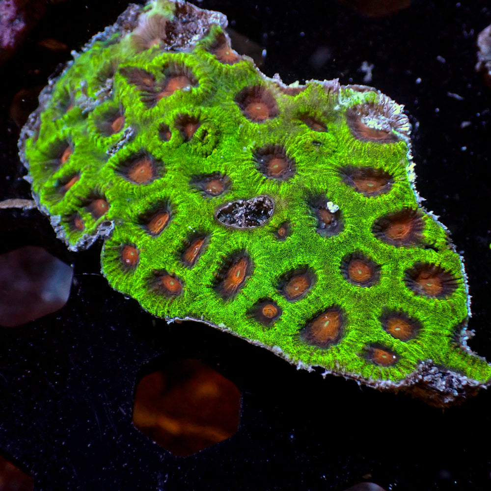 WYSIWYG Red Eye Favia Colony (20+ Polyps)