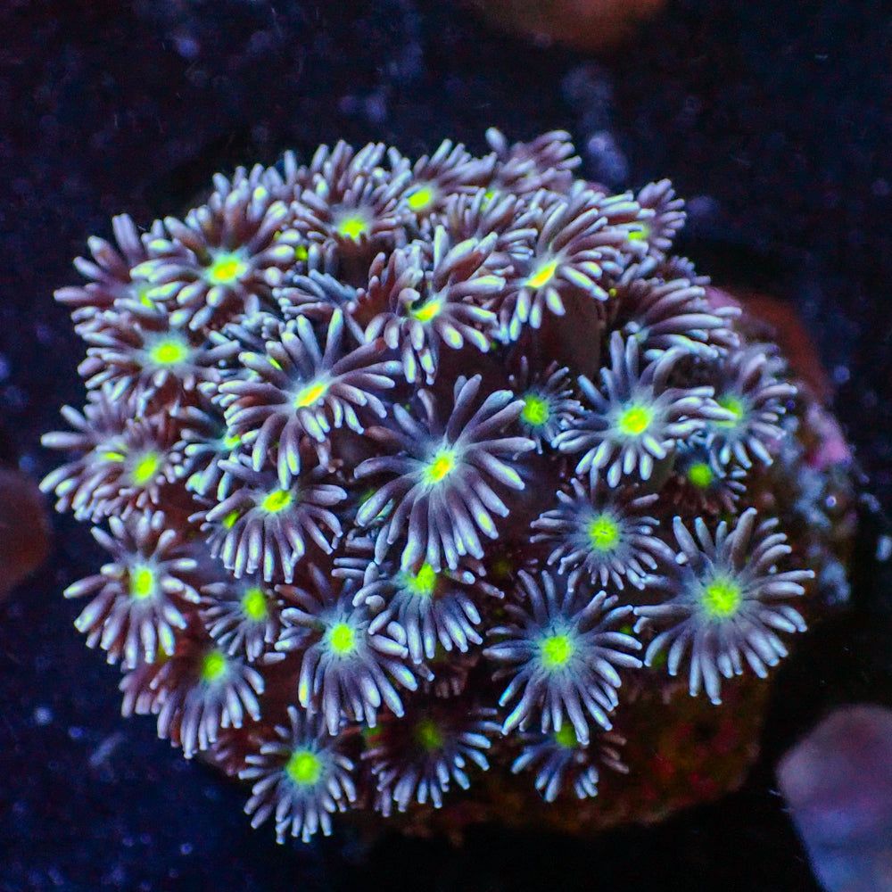 WYSIWYG Green Eye Purple Goniopora Colony (1-2