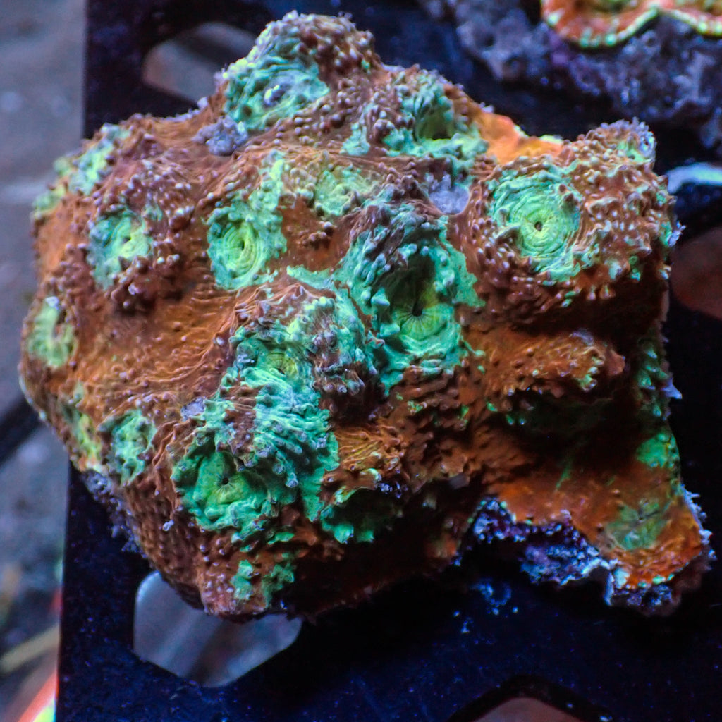 WYSIWYG Inferno Crush Chalice Colony (2-3") - Corals Anonymous