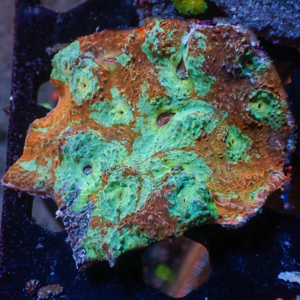 WYSIWYG Inferno Crush Chalice Colony (2-3") - Corals Anonymous
