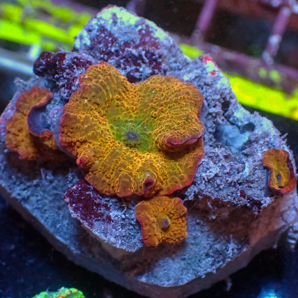 WYSIWYG Candy Apple Rainbow Discosoma Mushroom Colony (2-3