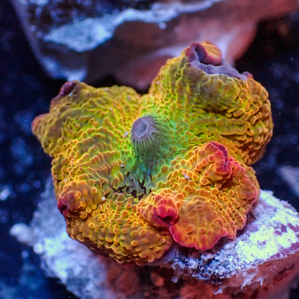 WYSIWYG Candy Apple Rainbow Discosoma Mushroom