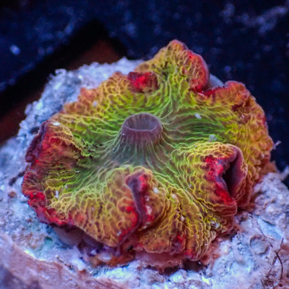 WYSIWYG Candy Apple Rainbow Discosoma Mushroom