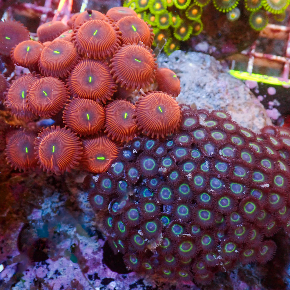 WYSIWYG Rainbow Zoa Combo Colony