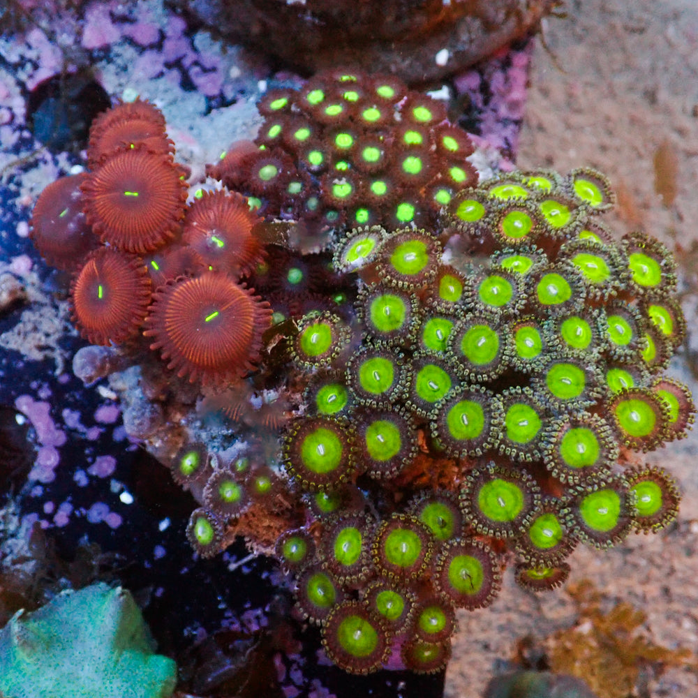 WYSIWYG Rainbow Zoa Combo Colony
