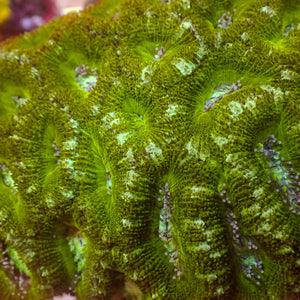 Golden Eye Acans (2-3 Polyps)