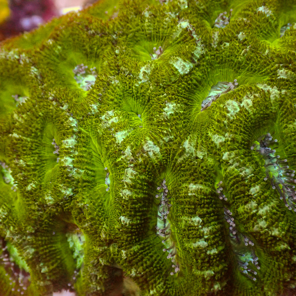 Golden Eye Acans (2-3 Polyps)