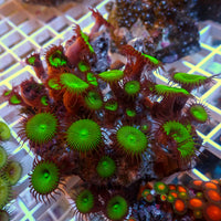 WYSIWYG Nuclear Green Paly Colony (20+ Polyps)