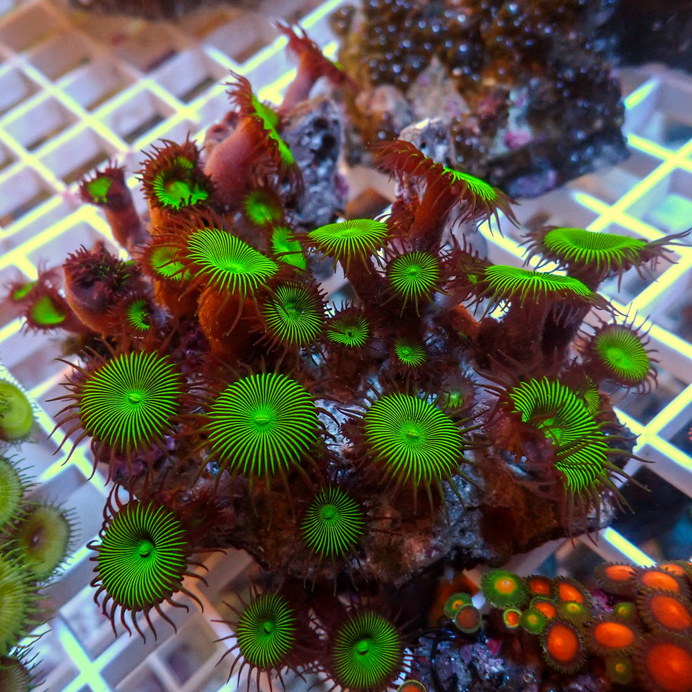 WYSIWYG Nuclear Green Paly Colony (20+ Polyps)