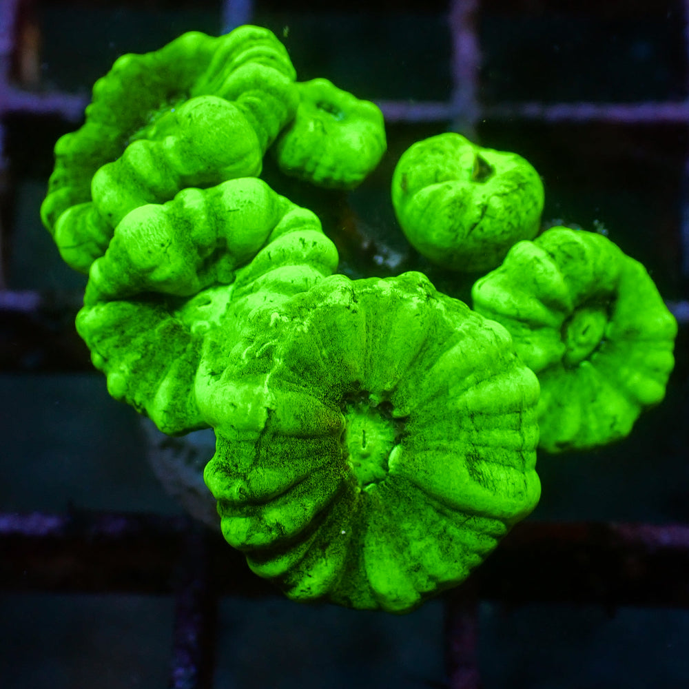 WYSIWYG Kryptonite Candy Cane Colony (8 Polyps)