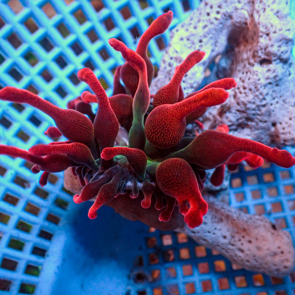 Red Carnage Bubble Tip Anemone (1-2