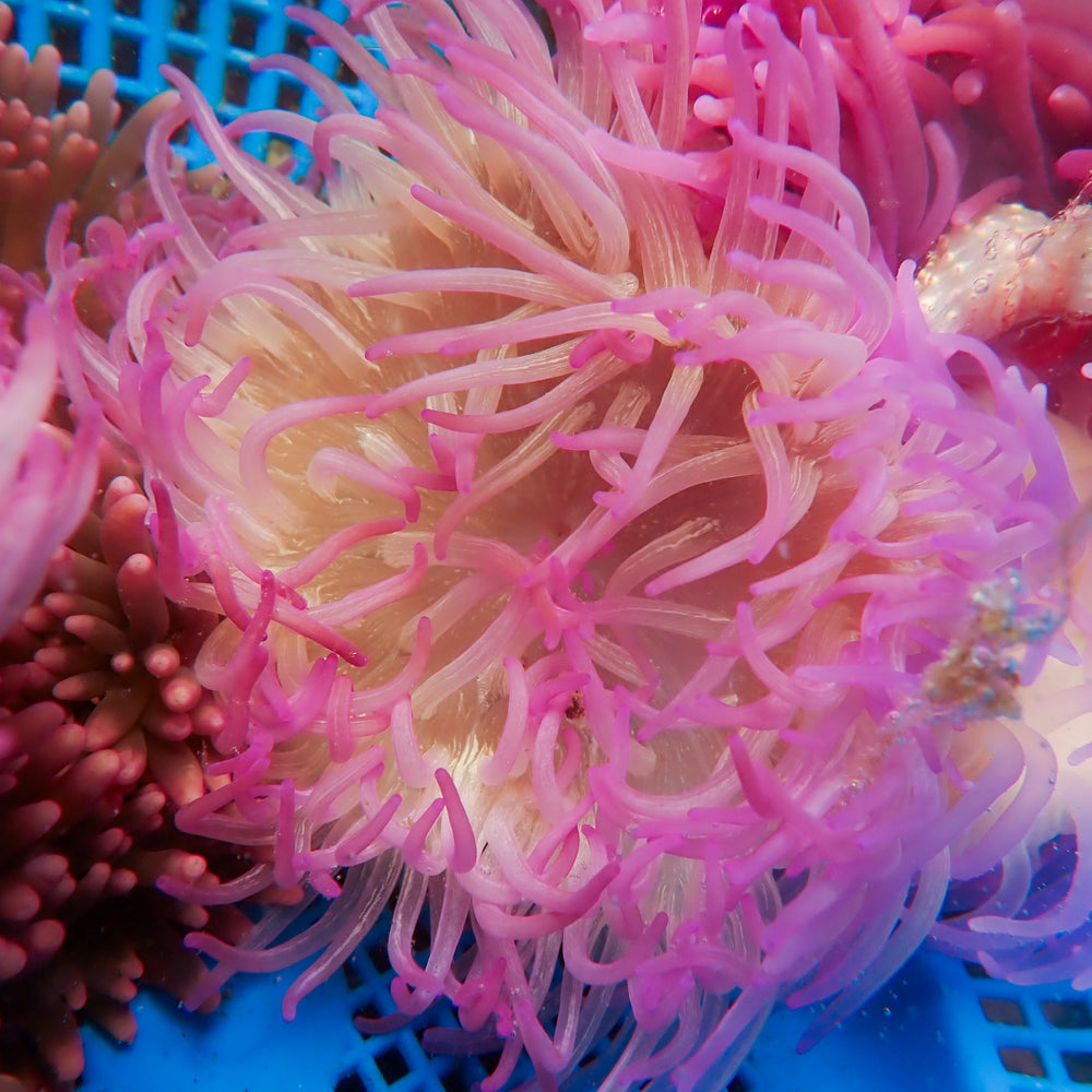 Pink Lotus Long Tentacle Anemone