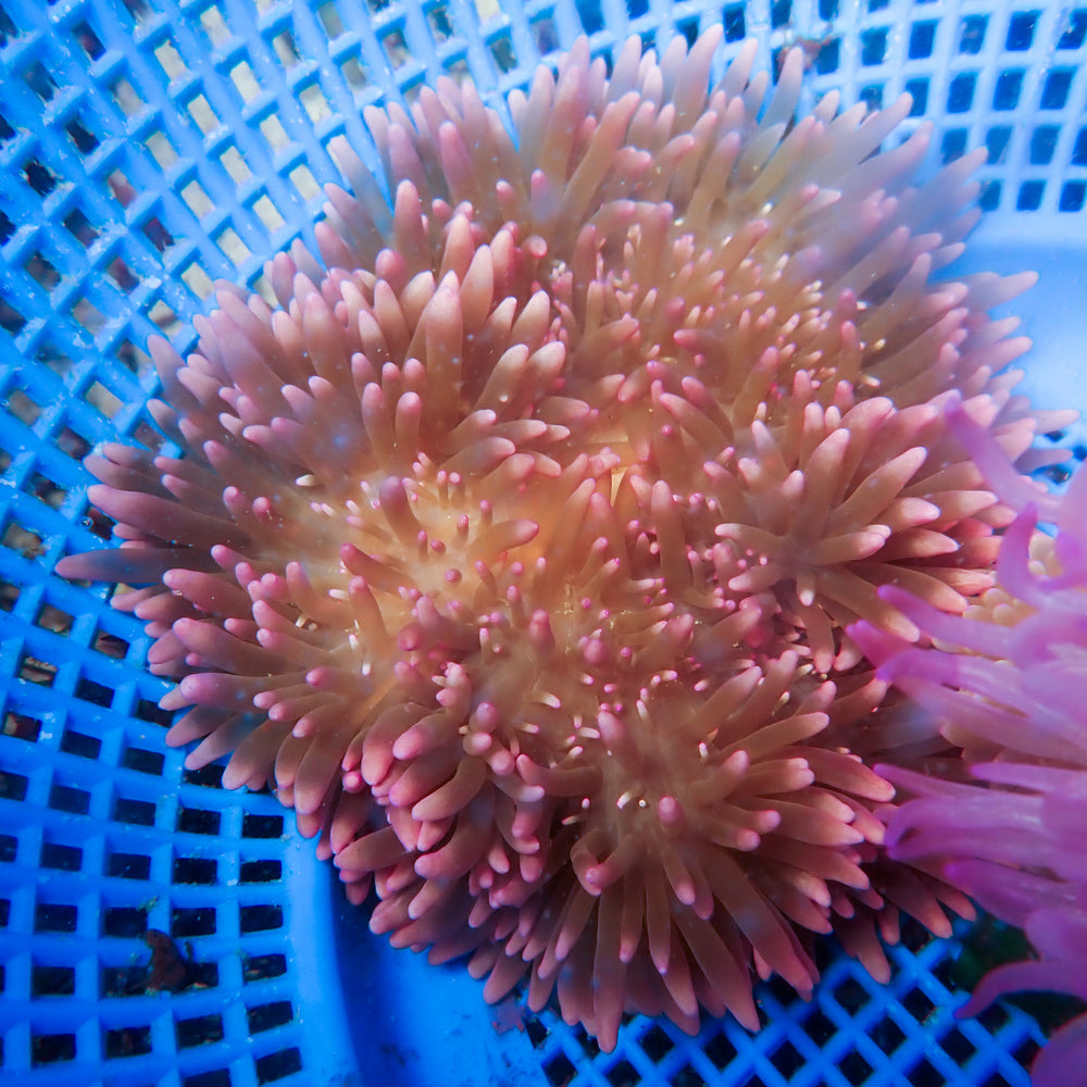 WYSIWYG Pink Tip Sebae Anemone (4-5