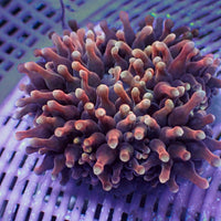 Molten Ember Bubble Tip Anemone
