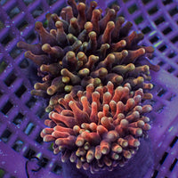 Molten Ember Bubble Tip Anemone
