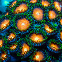 Hawaiian Sunset Zoa (10-15 Polyps colony)
