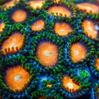 Hawaiian Sunset Zoa (10-15 Polyps colony)
