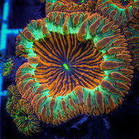 Black Widow Blastomussa (1 Polyp)
