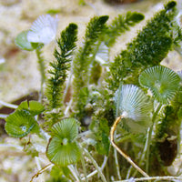 Mermaid's Wineglass Macroalgae
