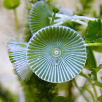 Mermaid's Wineglass Macroalgae
