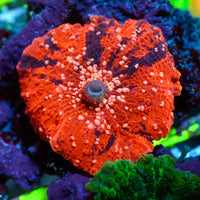 WYSIWYG Pink Speckled Deadpool Jawbreaker Mushroom