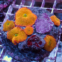 WYSIWYG Candy Apple Rainbow Discosoma Mushroom Colony (6 Polyps)