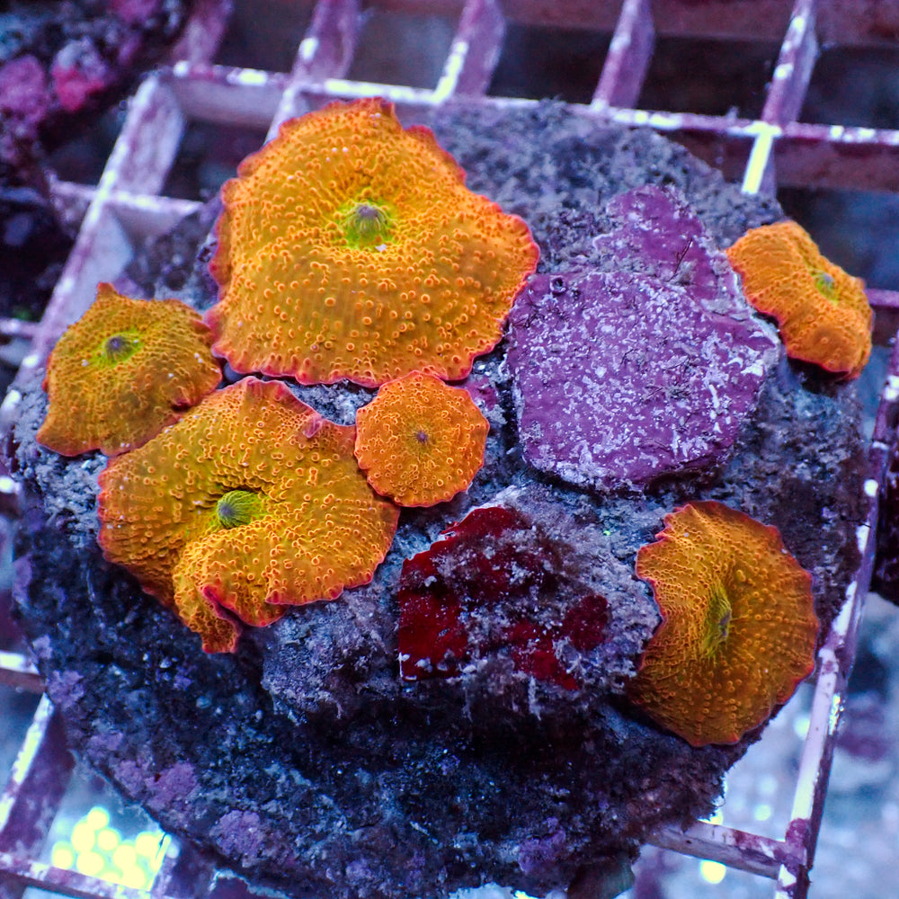 WYSIWYG Candy Apple Rainbow Discosoma Mushroom Colony (6 Polyps)