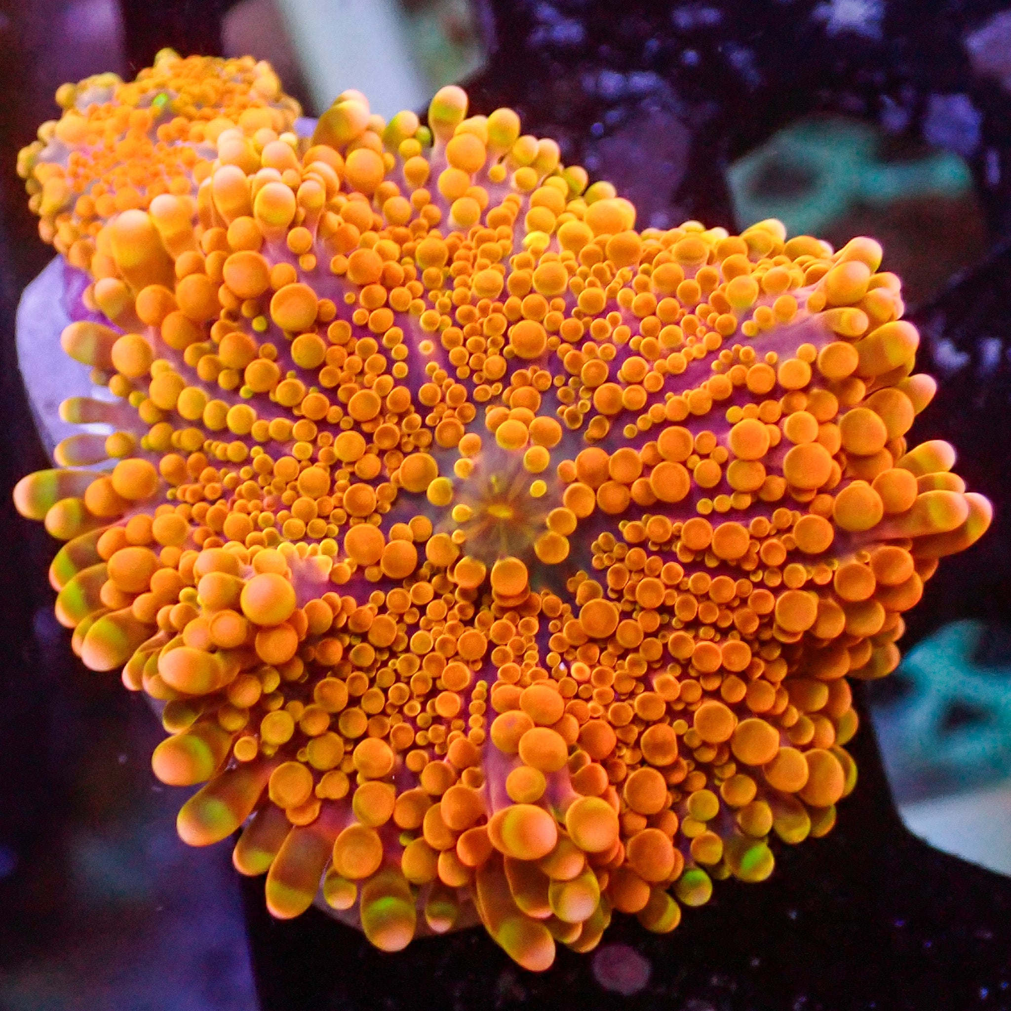 Sunfire Yuma Mushroom | Corals Anonymous