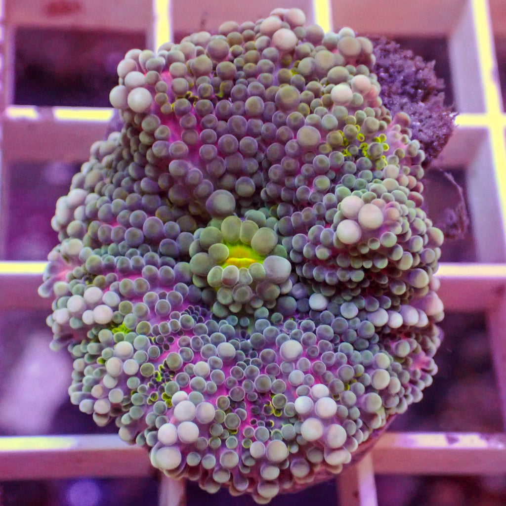 Purple Passion Yuma Mushroom | Corals Anonymous