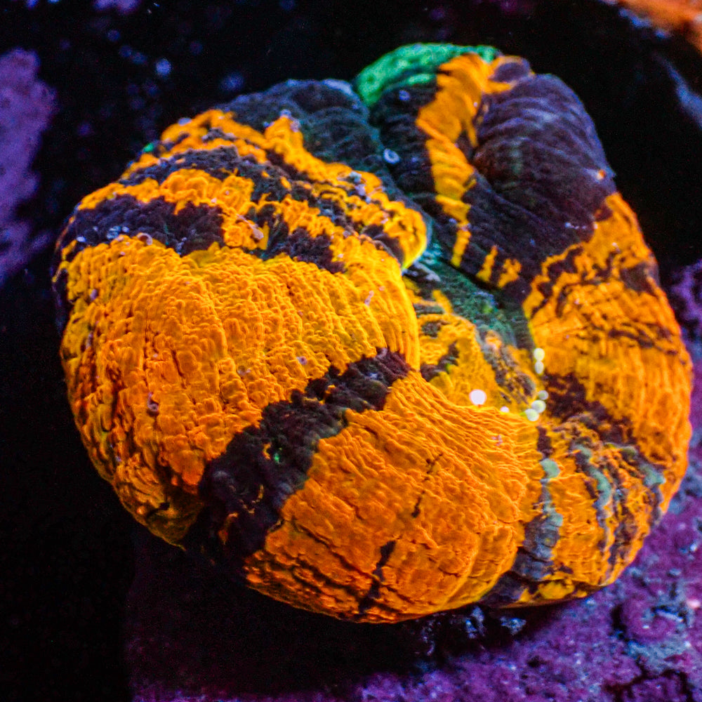 WYSIWYG Aussie Ultra Warpaint Scolymia (Aquacultured)