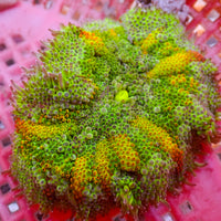 WYSIWYG Solarflare Rainbow Maxi Mini Carpet Anemone (1-2")