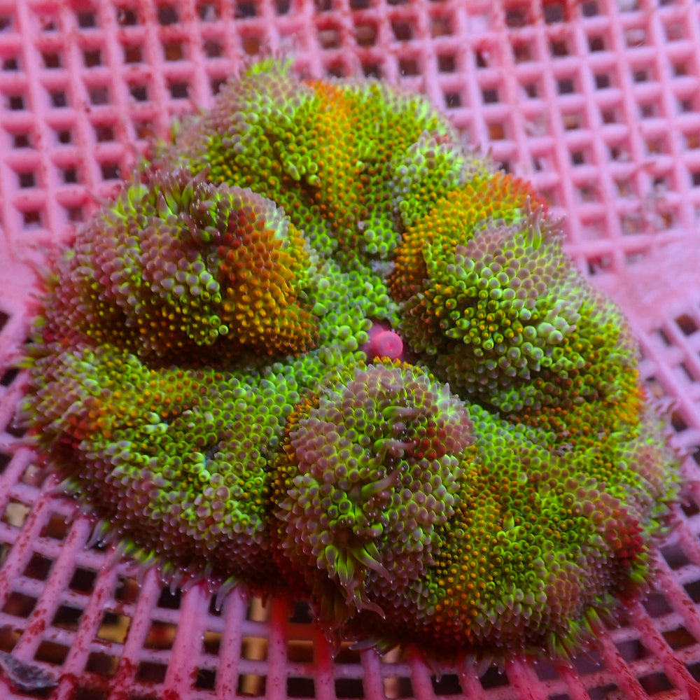 WYSIWYG Solarflare Rainbow Maxi Mini Carpet Anemone (1-2